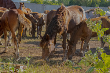 Naklejka na ściany i meble horses eat on a farm in summer
