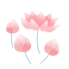 Lotus flower isolate