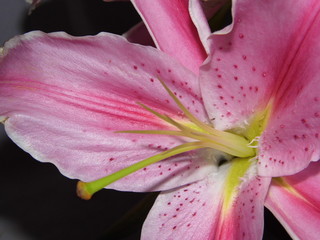 Beautiful pink flower on background 