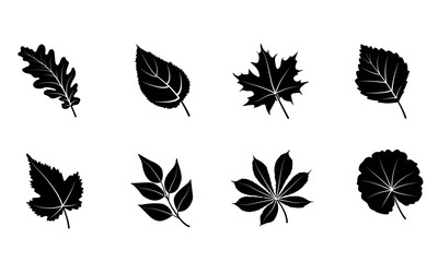 Glyph autumn leaves set. Isolated on white background. Black silhouettes leaves. Vector illustration.