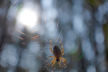 Cross spider and spiderweb closeup. European garden spider (Araneus Diadematus), insect-predator and   his net in the forest or the garden. 