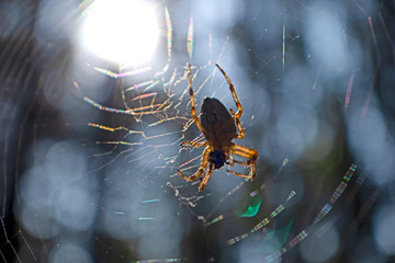 Cross spider and spiderweb closeup. European garden spider (Araneus Diadematus), insect-predator and   his net in the forest or the garden. 