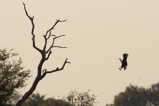 This fish-eagle is landing on a tree