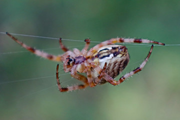 Cross spider and spiderweb closeup. European garden spider (Araneus Diadematus), insect-predator and   his net in the forest or the garden. 