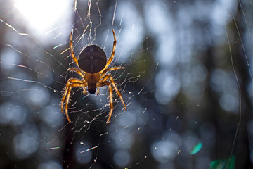 Cross spider and spiderweb closeup. European garden spider (Araneus Diadematus), insect-predator and   his net in the forest or the garden. 
