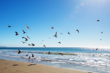 Beautiful view of the ocean with seagulls
