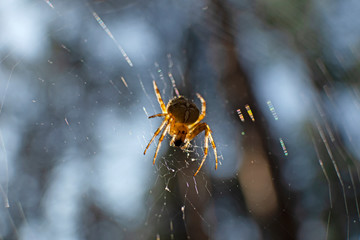 Cross spider and spiderweb closeup. European garden spider (Araneus Diadematus), insect-predator and   his net in the forest or the garden. 