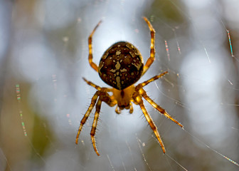 Cross spider and spiderweb closeup. European garden spider (Araneus Diadematus), insect-predator and   his net in the forest or the garden. 