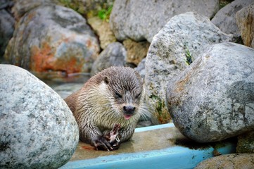 otter