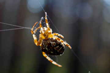 Cross spider and spiderweb closeup. European garden spider (Araneus Diadematus), insect-predator and   his net in the forest or the garden. 