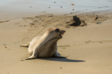 fur seal on the ocean