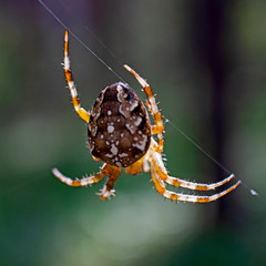 Cross spider and spiderweb closeup. European garden spider (Araneus Diadematus), insect-predator...
