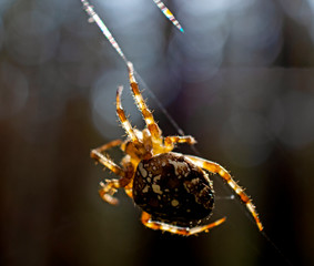 Cross spider and spiderweb closeup. European garden spider (Araneus Diadematus), insect-predator...
