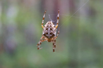 Cross spider and spiderweb closeup. European garden spider (Araneus Diadematus), insect-predator and   his net in the forest or the garden. 