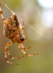 Cross spider and spiderweb closeup. European garden spider (Araneus Diadematus), insect-predator and   his net in the forest or the garden. 