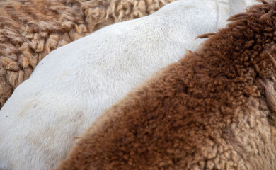 long sheep wool texture for garment textile