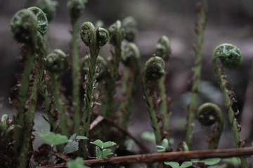 fern in forest