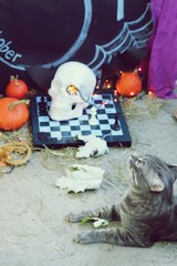 Halloween, gray young cat with green eyes and a yellow bow on a background of a composition of a skull, autumn leaves, illumination, mystical decor, autumn season