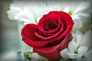 red rose on a background of white flowers