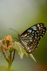 Close Up Of Butterfly 