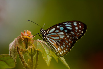 Fototapeta na wymiar Close Up Of Butterfly 