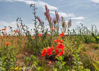 sorrel, poppy and grasses at the roadside