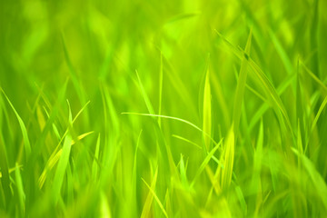 Fototapeta na wymiar Green Grass Abstract Background