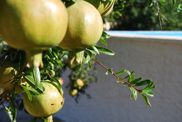 Organic Pomegranate Fruit on Tree