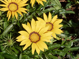 Blütenkorb einer Sorte von Gazania rigens (Gazania rigens)