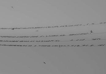 flock of birds in flight