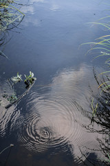 reflection of trees in water