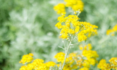 RAMA DE FLORES AMARILLAS SILVESTRES Y FONDO SUAVE, floración, brillante, amarilla, flor, naturaleza, dehesa, florecer, césped, flora, hermoso, beldad, color, paisaje