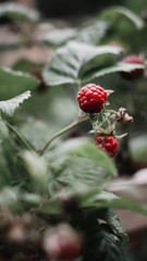 strawberry on tree
