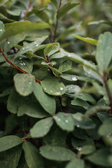 water drops on green leaf
