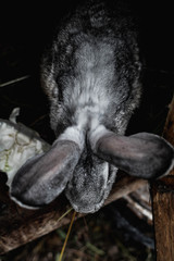 portrait of rabbit