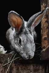 portrait of a rabbit