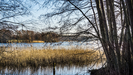 Ufer eines Sees mit Bäumen und Schilfgras