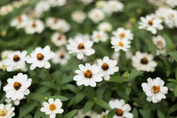 closeup white flower in garden