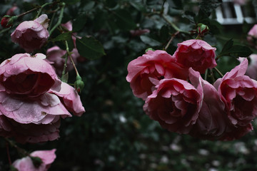 pink rose in the garden