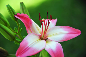 Soft pink of a Tiger Lily in the evening