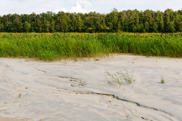 bottom of a drained swamp with cattail and forest in the background