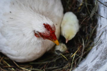 chicken in nest