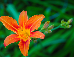 Deep bold color of a Day Lily in the back yard garden