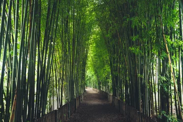 Tuinposter Bamboe Het bamboepad is een tunnel © artrachen