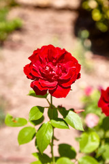 Rose flower on a Bush on a background of stones