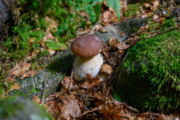 Steinpilz