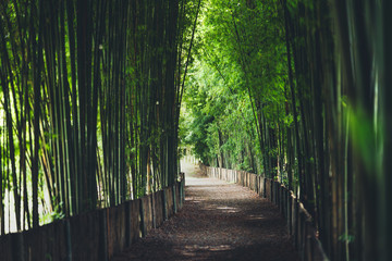 Bamboo The bamboo pathway is a tunnel
