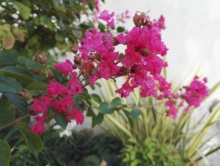 Lagerstroemia indica (also known as crape myrtle) with its vivifying pink flowers