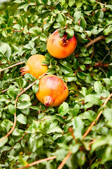 Young pomegranate fruits grow on a tree.