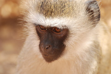  baboon, Tsavo national park Kenya